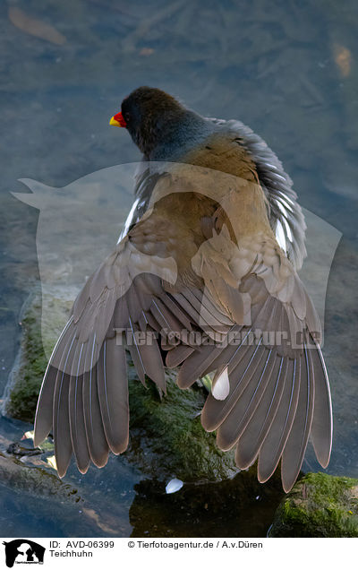 Teichhuhn / common gallinule / AVD-06399