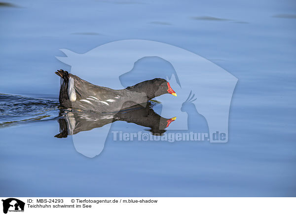 Teichhuhn schwimmt im See / Common Gallinule swims in the lake / MBS-24293