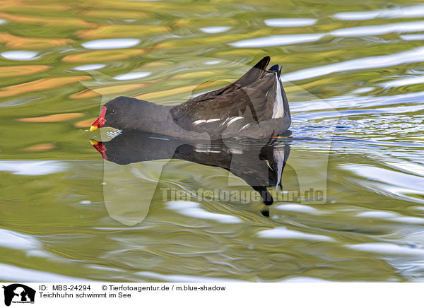 Teichhuhn schwimmt im See / Common Gallinule swims in the lake / MBS-24294