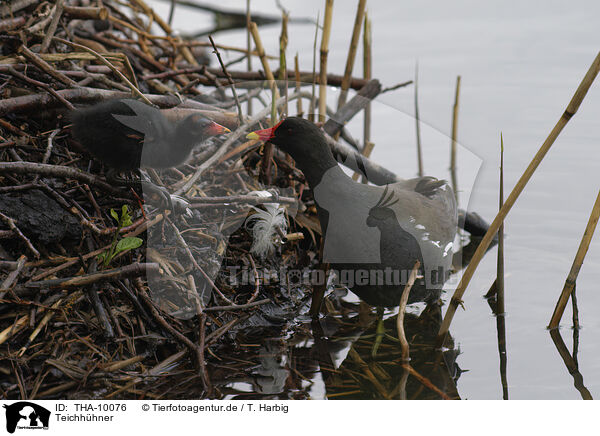 Teichhhner / common gallinules / THA-10076