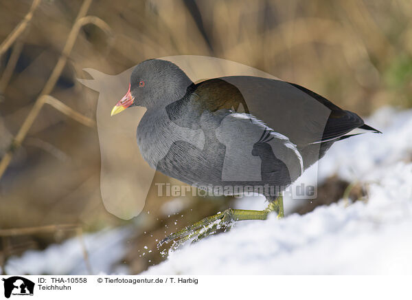 Teichhuhn / common gallinule / THA-10558