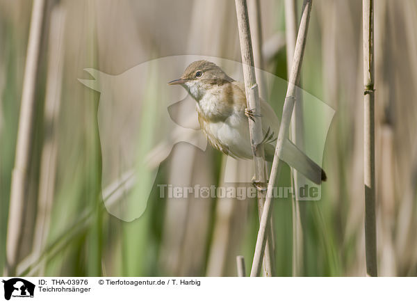 Teichrohrsnger / Eurasian reed warbler / THA-03976