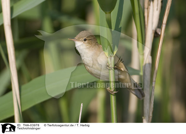 Teichrohrsnger / Eurasian reed warbler / THA-03978