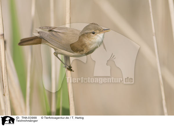 Teichrohrsnger / Eurasian reed warbler / THA-03988