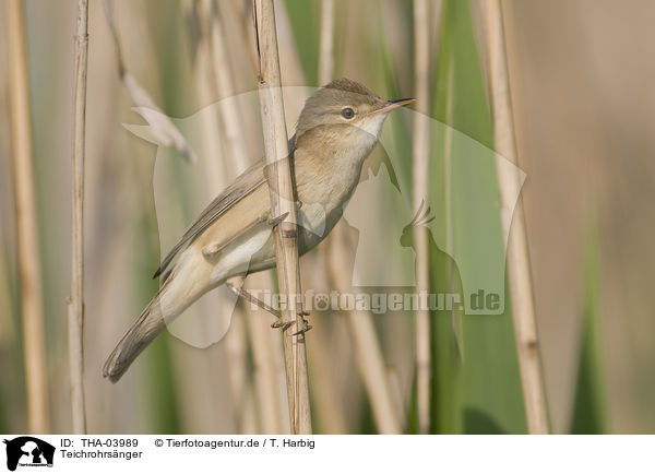 Teichrohrsnger / Eurasian reed warbler / THA-03989