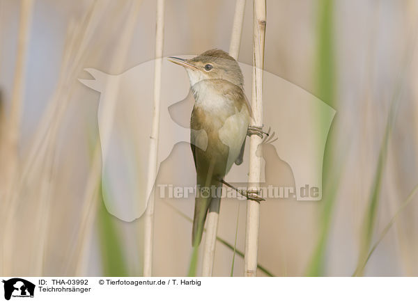 Teichrohrsnger / Eurasian reed warbler / THA-03992