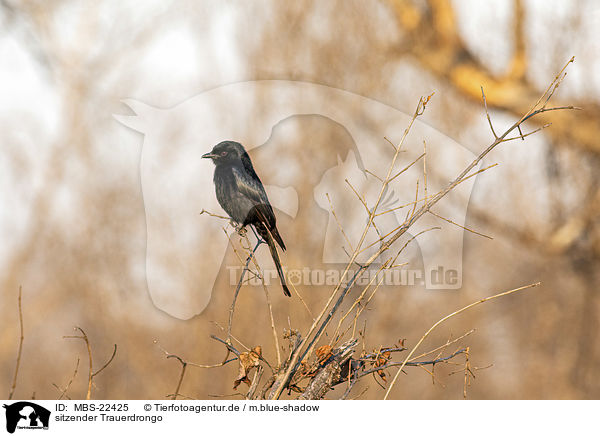 sitzender Trauerdrongo / sitting African drongo / MBS-22425