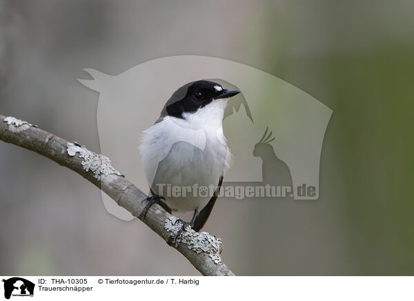 Trauerschnpper / European pied flycatcher / THA-10305