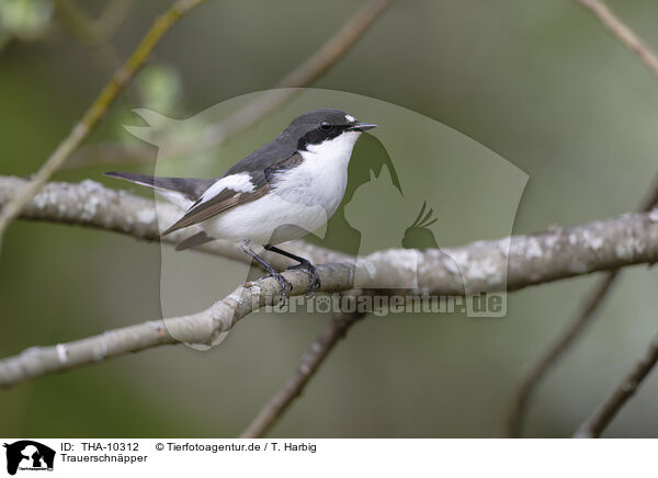 Trauerschnpper / European pied flycatcher / THA-10312