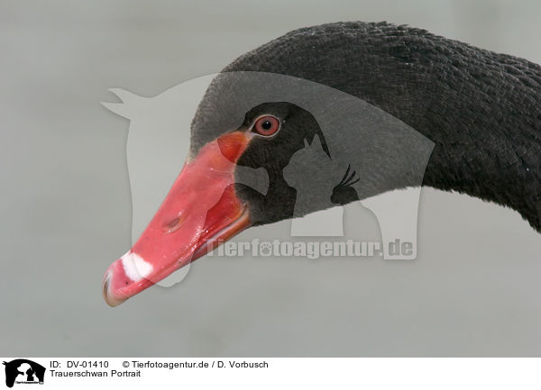 Trauerschwan Portrait / black swan / DV-01410