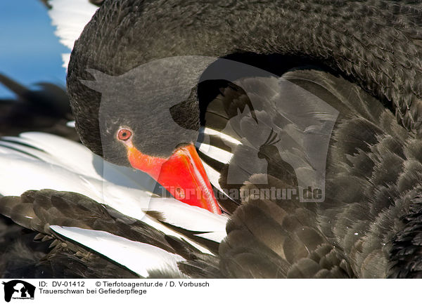 Trauerschwan bei Gefiederpflege / cleaning swan / DV-01412
