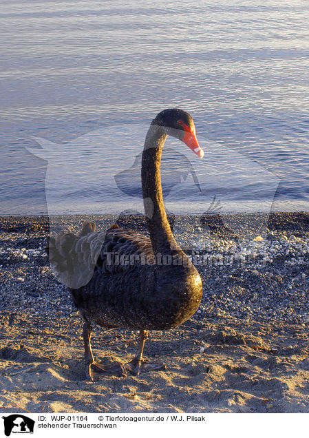 stehender Trauerschwan / standing swan / WJP-01164
