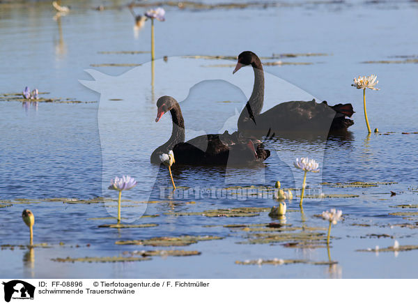 schwimmende Trauerschwne / swimming Black Swans / FF-08896