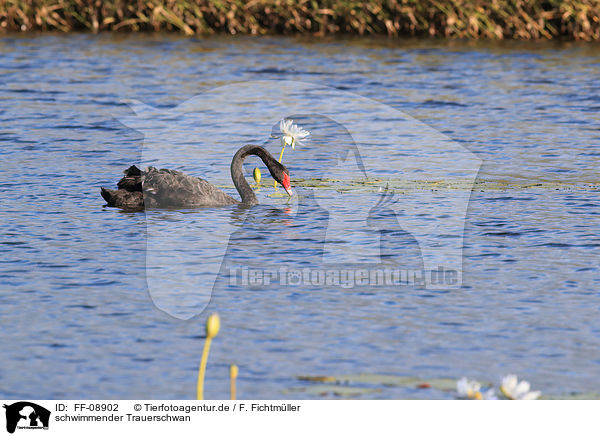 schwimmender Trauerschwan / swimming Black Swan / FF-08902