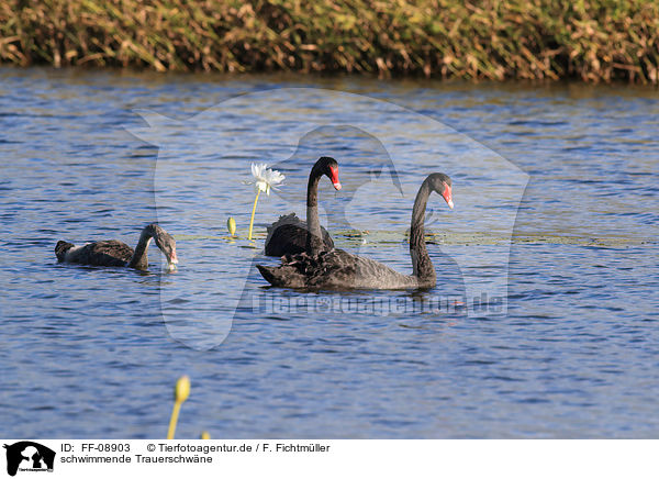 schwimmende Trauerschwne / swimming Black Swans / FF-08903