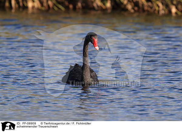 schwimmender Trauerschwan / FF-08909