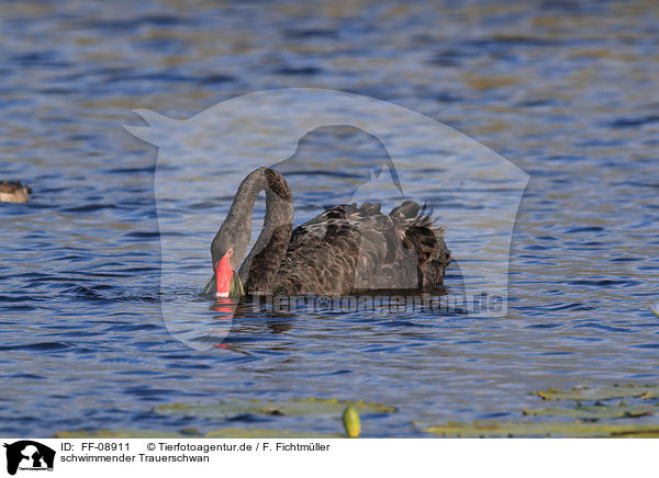 schwimmender Trauerschwan / swimming Black Swan / FF-08911