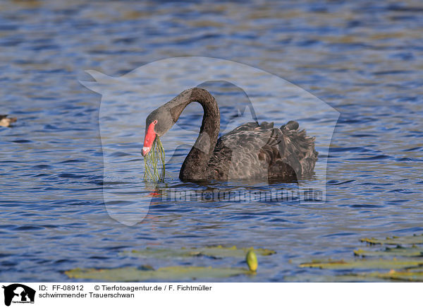 schwimmender Trauerschwan / swimming Black Swan / FF-08912