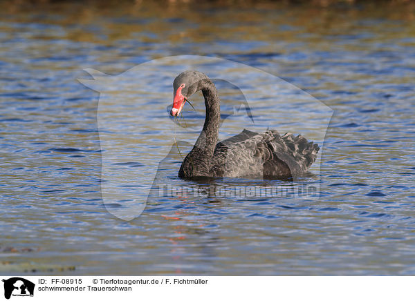 schwimmender Trauerschwan / swimming Black Swan / FF-08915