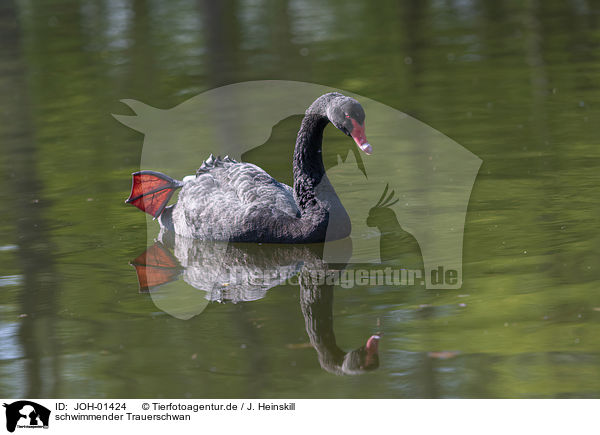 schwimmender Trauerschwan / swimming Black Swan / JOH-01424