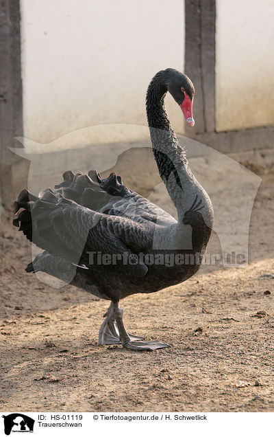 Trauerschwan / black swan / HS-01119