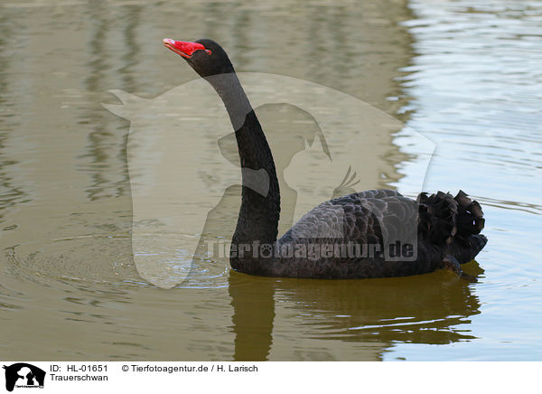 Trauerschwan / black swan / HL-01651