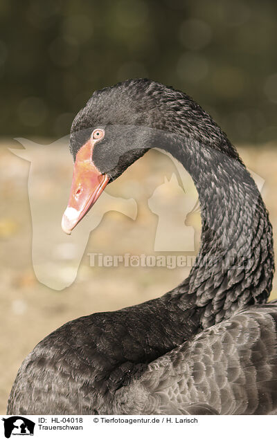 Trauerschwan / black swan / HL-04018