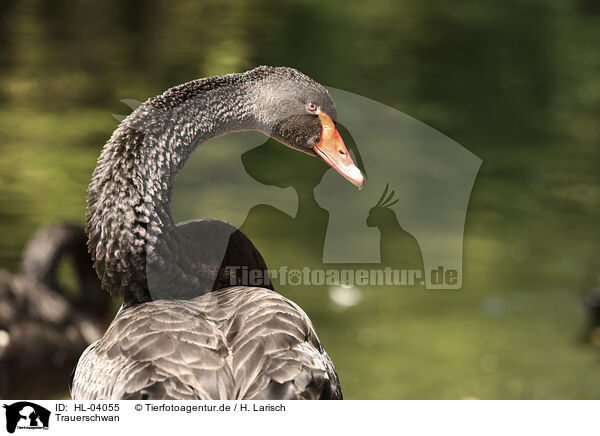 Trauerschwan / black swan / HL-04055