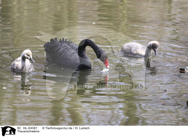 Trauerschwne / black swans / HL-04081