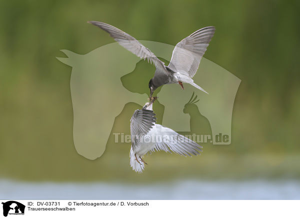 Trauerseeschwalben / black terns / DV-03731