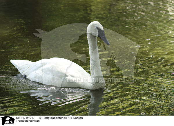 Trompeterschwan / trumpeter swan / HL-04017