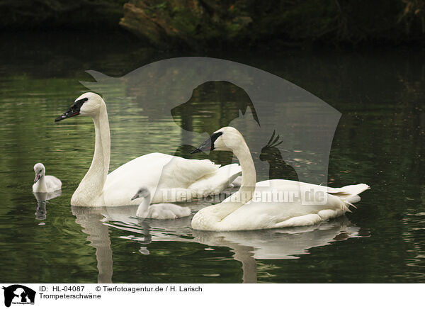 Trompeterschwne / trumpeter swans / HL-04087