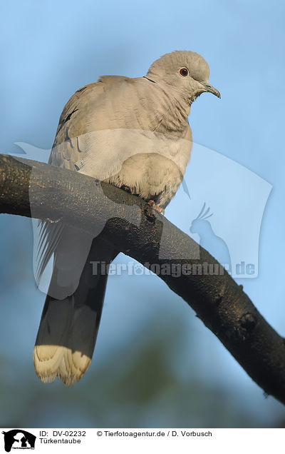 Trkentaube / Eurasian collared dove / DV-02232