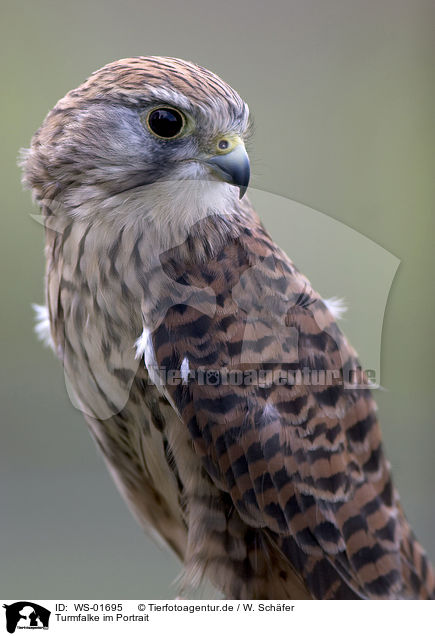 Turmfalke im Portrait / eurasian kestrel portrait / WS-01695