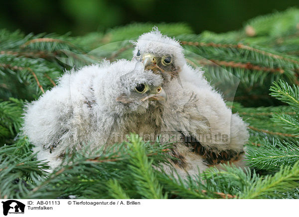 Turmfalken / common kestrels / AB-01113