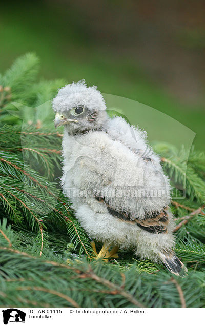 Turmfalke / common kestrel / AB-01115