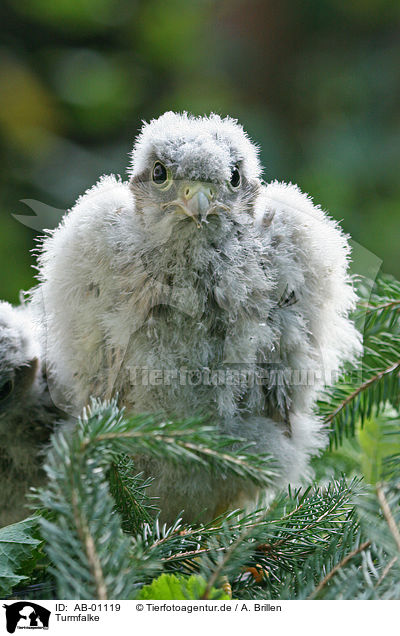 Turmfalke / common kestrel / AB-01119