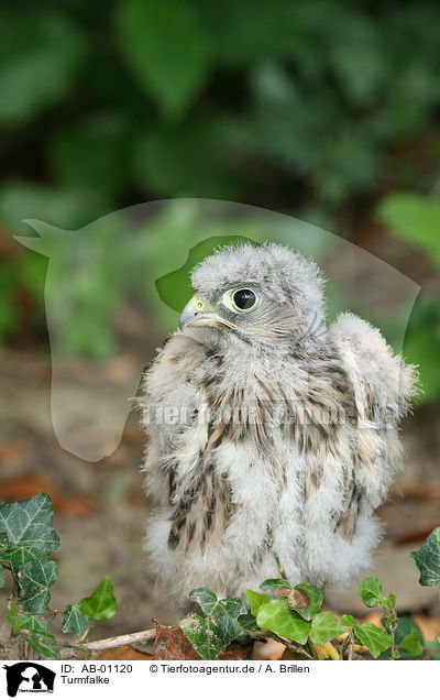 Turmfalke / common kestrel / AB-01120