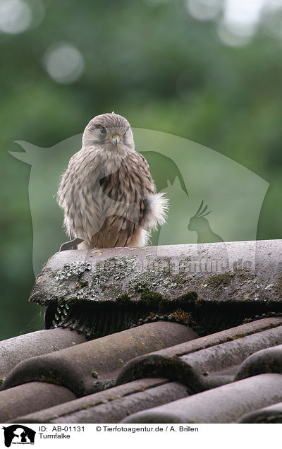 Turmfalke / common kestrel / AB-01131