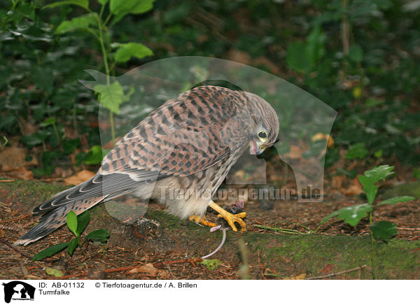 Turmfalke / common kestrel / AB-01132