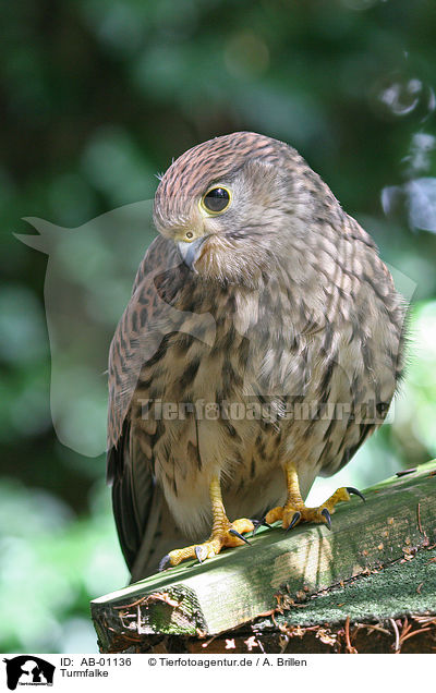 Turmfalke / common kestrel / AB-01136