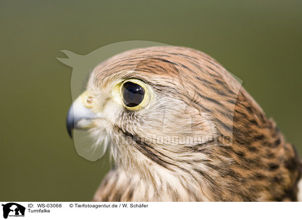 Turmfalke / kestrel / WS-03068