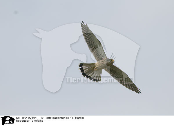 fliegender Turmfalke / flying kestrel / THA-02694