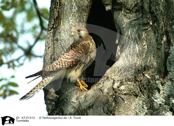 Turmfalke / Common Kestrel / AT-01313