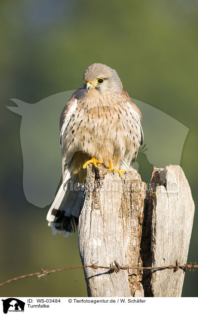 Turmfalke / kestrel / WS-03484