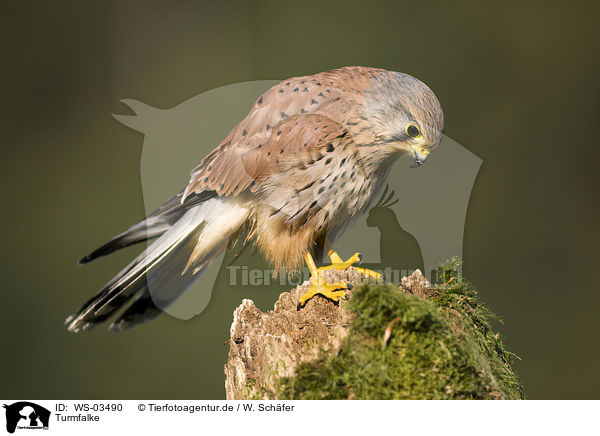 Turmfalke / kestrel / WS-03490