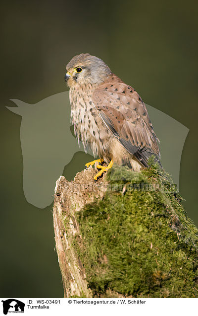 Turmfalke / kestrel / WS-03491