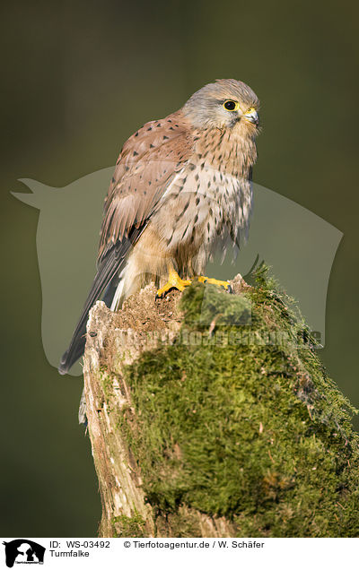 Turmfalke / kestrel / WS-03492