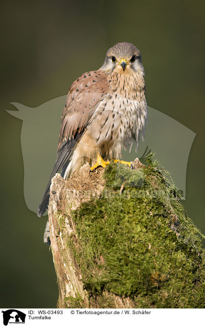 Turmfalke / kestrel / WS-03493