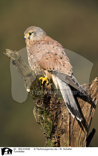 Turmfalke / kestrel / WS-03496